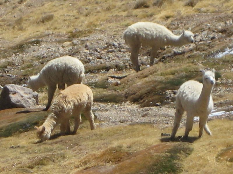 Alpacas