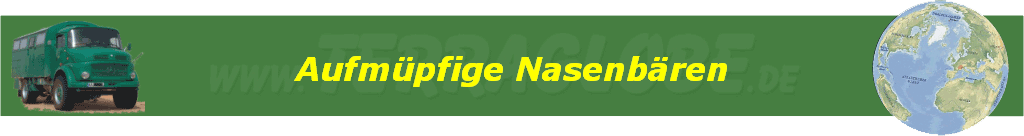 Aufm�pfige Nasenb�ren