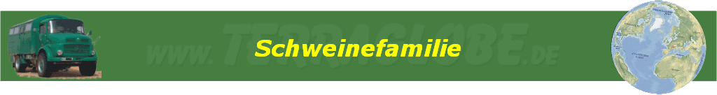 Schweinefamilie