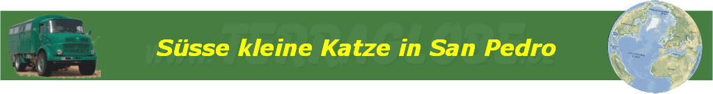 S�sse kleine Katze in San Pedro