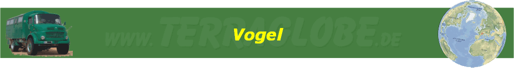 Vogel