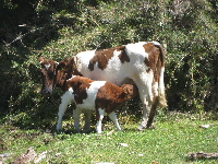Carretera Austral (1)