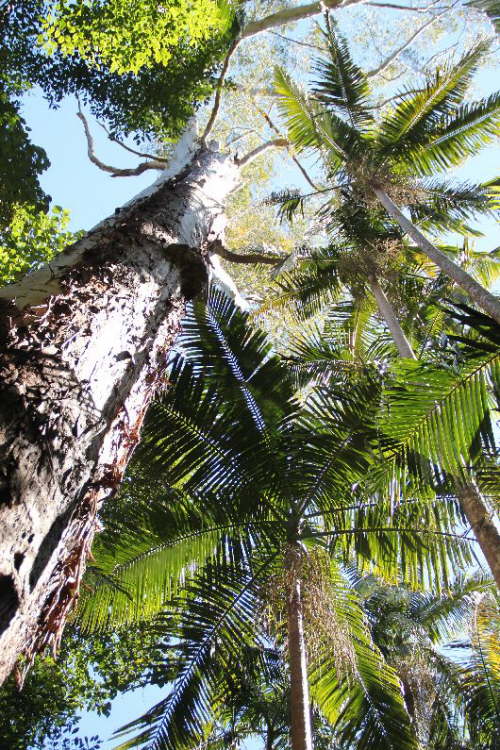 Wanderung am Mount Warning