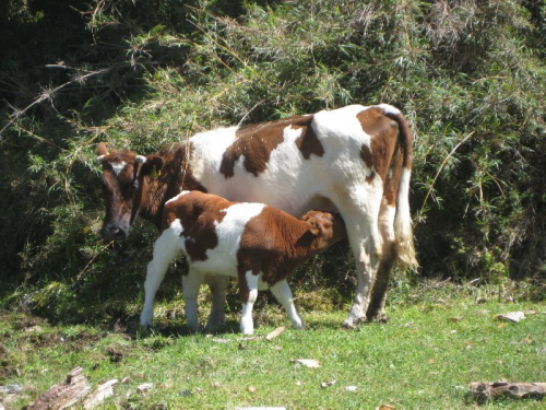 Carretera Austral (1)