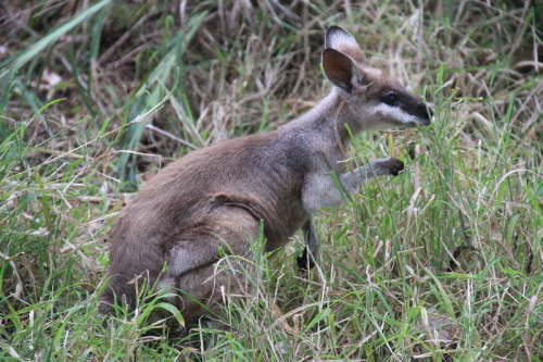 Junges Wallaby