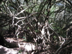 Knorzelbaum