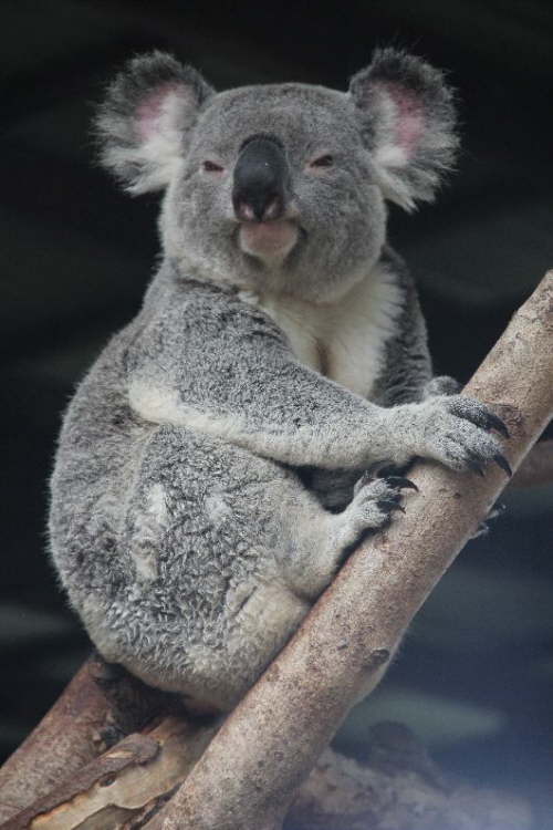Koala