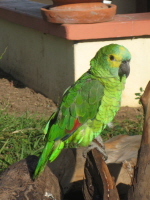 Las Piedras