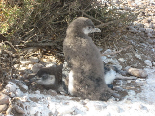 Pinguinbabys