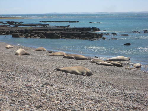 Punta Ninfas (15)