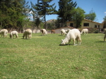 Quinta Lala 11
