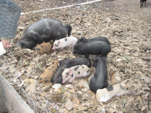 Schweinefamilie