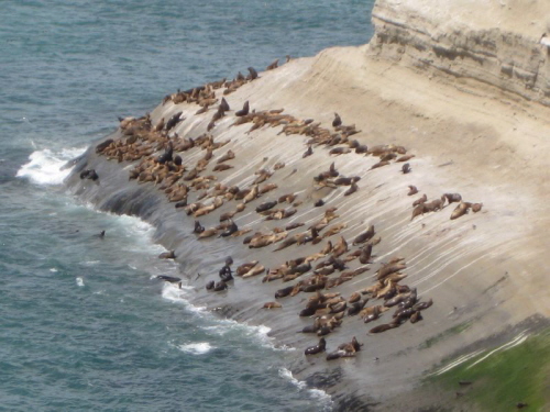 Seel�wenkolonie