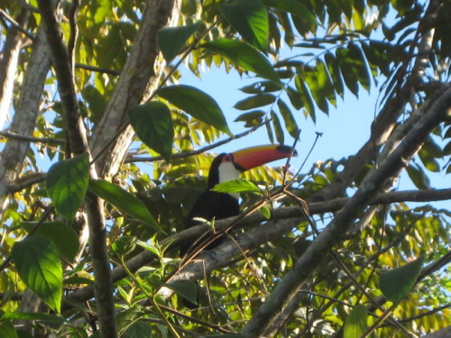 Tukan