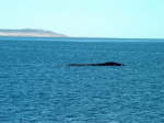 Valdes_Playa Pardelas (7)