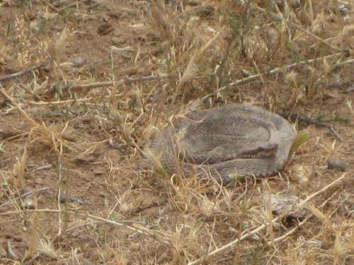 Valdes_Punta Norte (11)