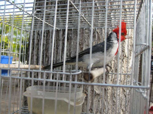 Vogel